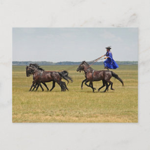 Hungary horseman and horses postcard