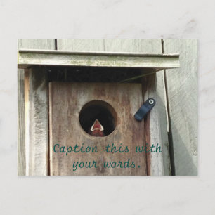 Hungry Baby Bird Sparrow Photo Postcards