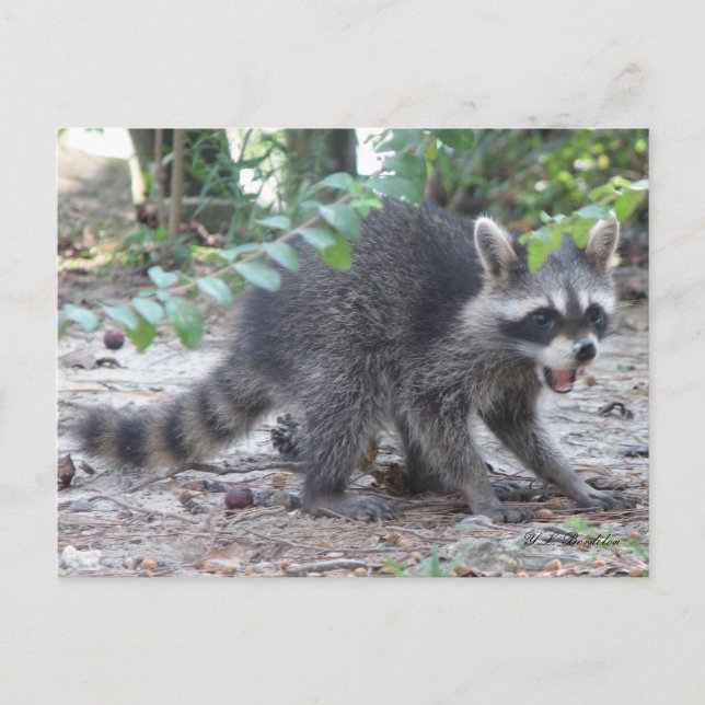 Hungry Baby Racoon Postcard (Front)