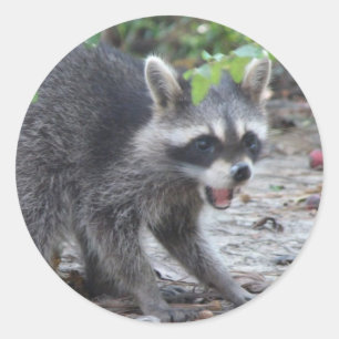 hungry Baby Racoon Sticker