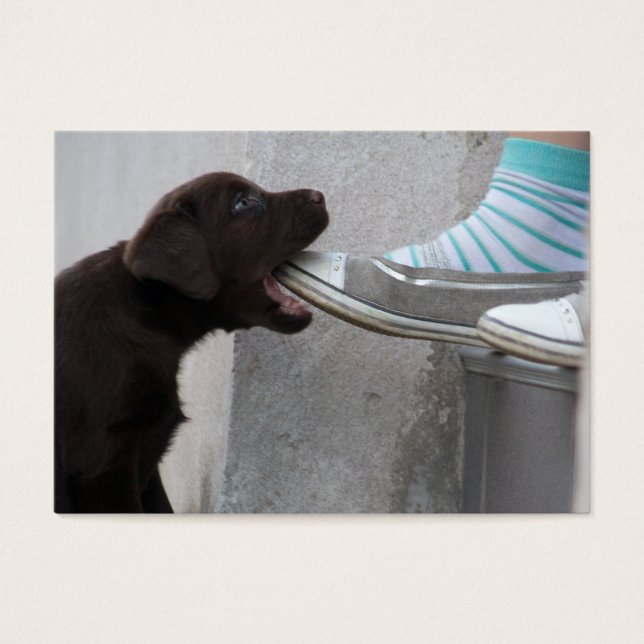 Hungry Brown Labrador Puppy (Front)