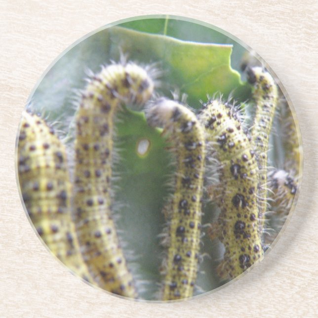 Hungry Cabbage White Caterpillars Coasters (Front)