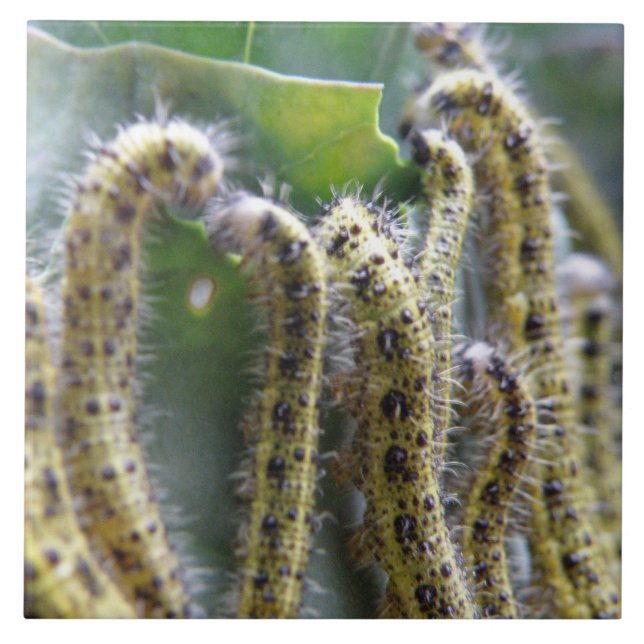 Hungry Cabbage White Caterpillars Tile (Front)