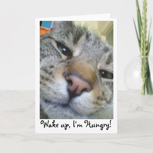 Hungry Cat Funny Greeting/Birthday Card (Front)