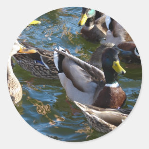 Hungry Ducks Classic Round Sticker