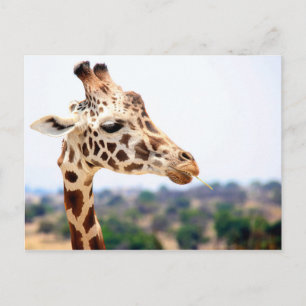 HUNGRY GIRAFFE POSTCARD