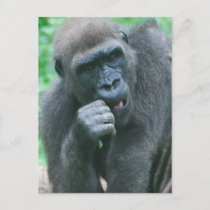 Hungry Gorilla Postcard