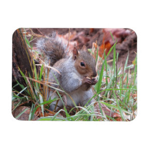Hungry Grey Squirrel Magnet