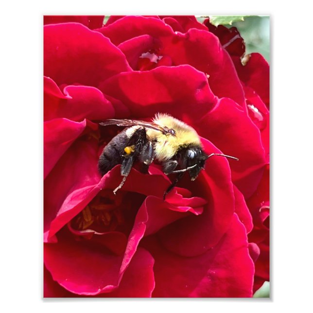 Hungry Honey Bee Photo Print (Front)