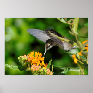 Hungry Hummingbird Poster