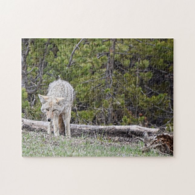 Hungry Like a Wolf - Yellowstone - 11x14 - 252 pc Jigsaw Puzzle (Horizontal)