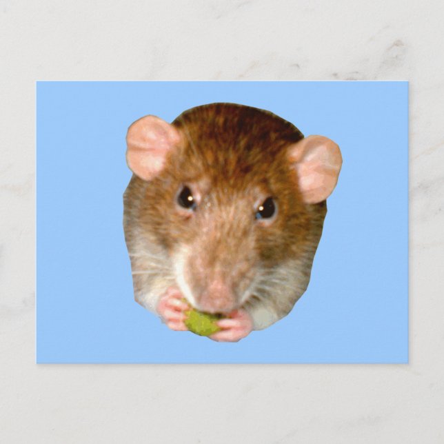 Hungry Rat Postcard (Front)