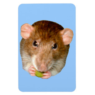 Hungry Rat Premium Magnet
