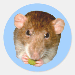 Hungry Rat Sticker