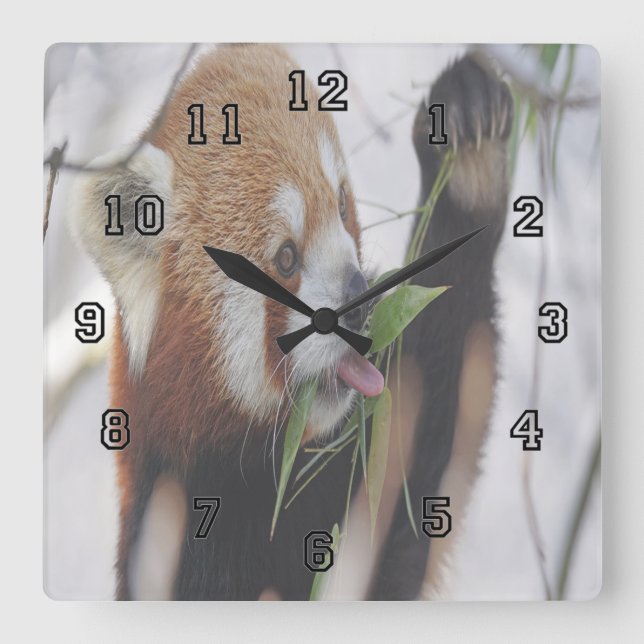 Hungry Red Panda Square Wall Clock (Front)