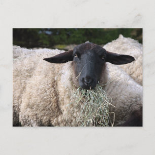 Hungry sheep postcard