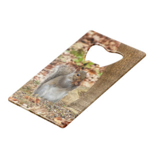 Hungry Squirrel