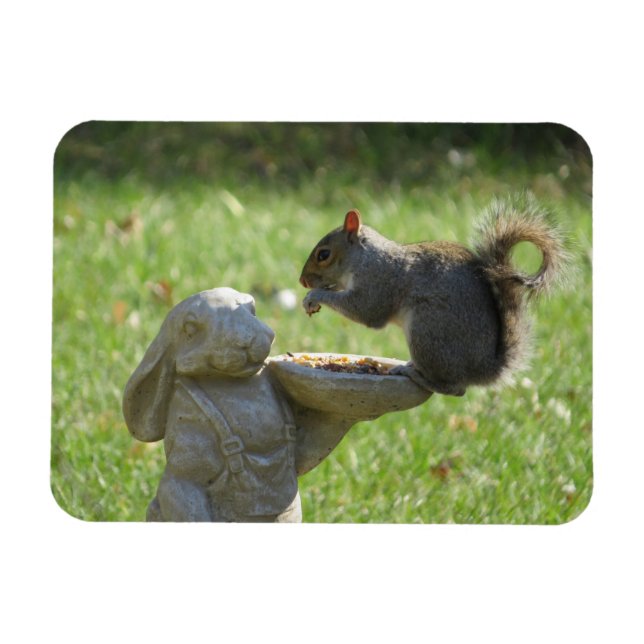 Hungry Squirrel on Rabbit Feeder Magnet (Horizontal)