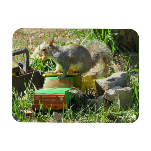 Hungry Squirrel on Toy Truck Magnet (Horizontal)