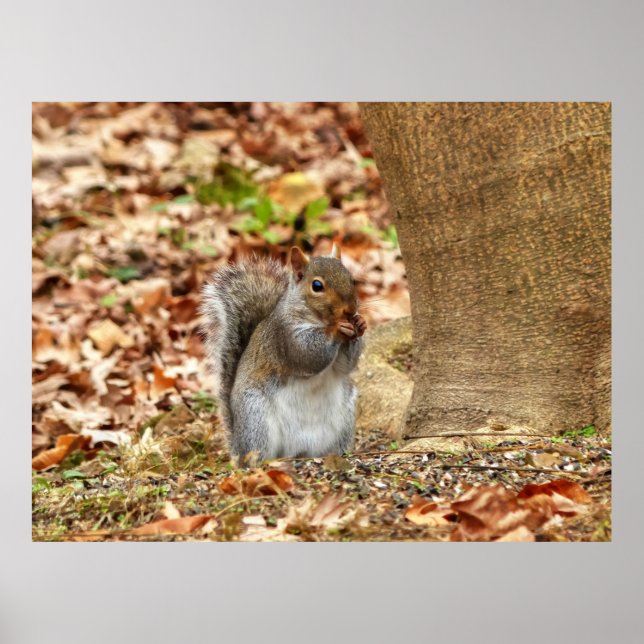 Hungry Squirrel Poster (Front)