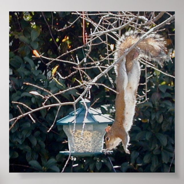 Hungry squirrel stealing food from the bird feeder poster (Front)