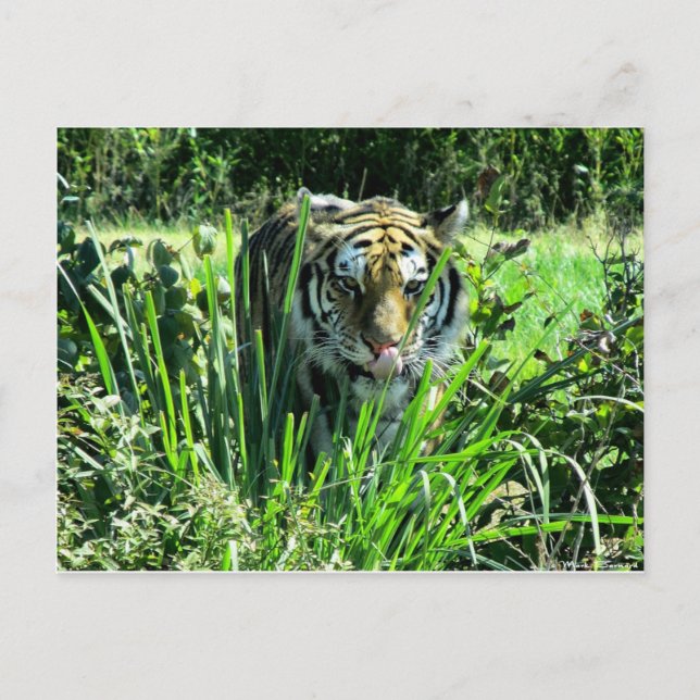 Hungry Tiger Postcard (Front)