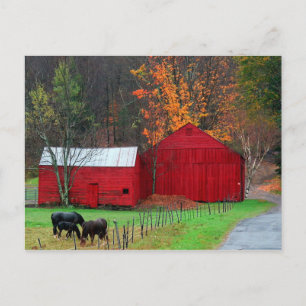 Hunter Mountain Horses Postcard