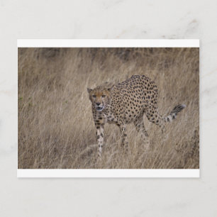 Hunter Postcard