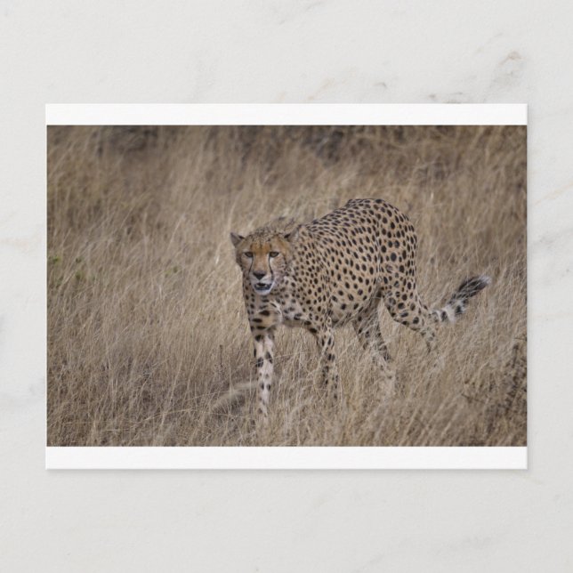 Hunter Postcard (Front)