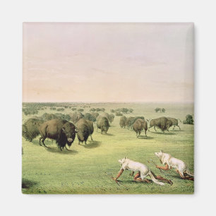 Hunting Buffalo Camouflaged Magnet