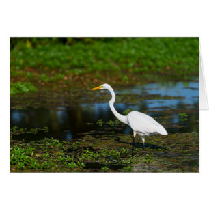 Hunting Egret