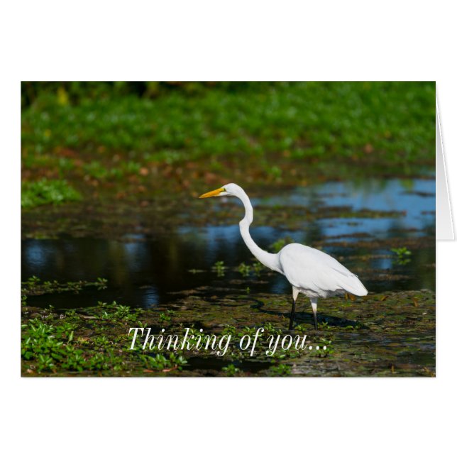 Hunting Egret Thinking Of You Card (Front Horizontal)