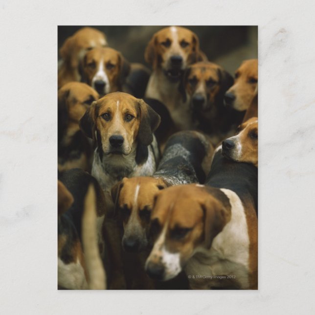 Hunting foxhounds, Galway Blazers, Ireland Postcard (Front)