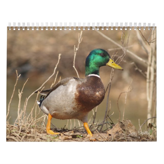 Hunting Mallard Ducks Calendar (Cover)