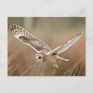 Hunting Owl Postcard