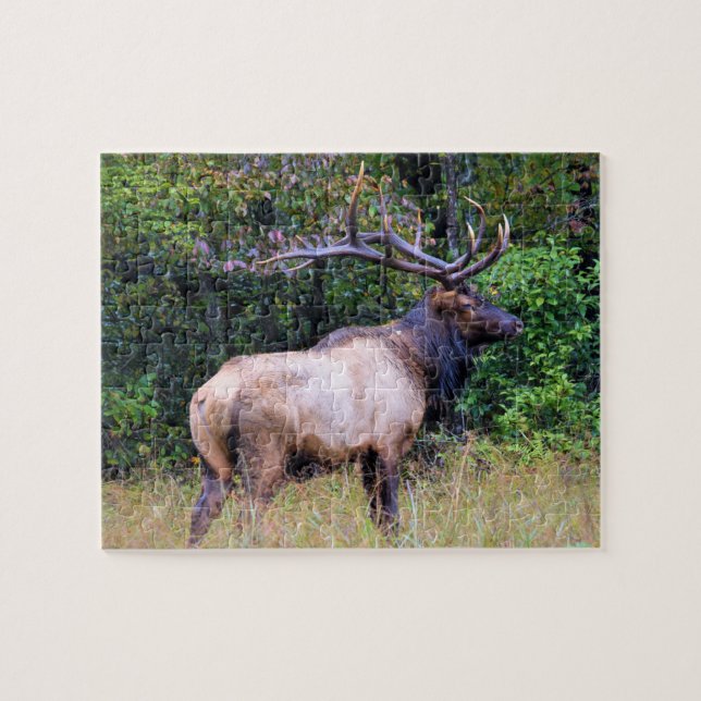 Hunting Season - Bull Elk - 8x10 Jigsaw Puzzle (Horizontal)