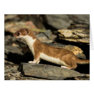 Hunting Weasel