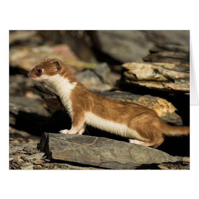 Hunting Weasel (Front Horizontal)