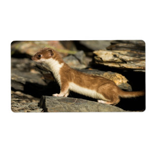 Hunting Weasel