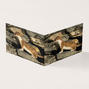 Hunting Weasel