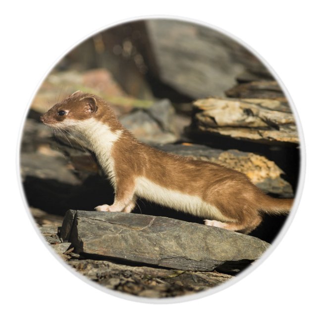 Hunting Weasel Ceramic Knob (Front)