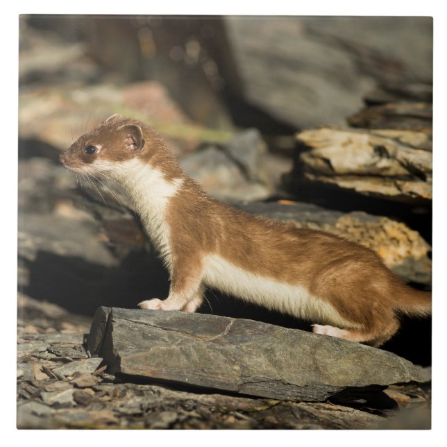 Hunting Weasel Ceramic Tile (Front)