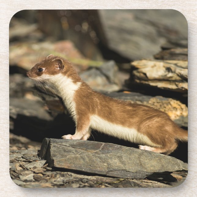 Hunting Weasel Coaster (Front)