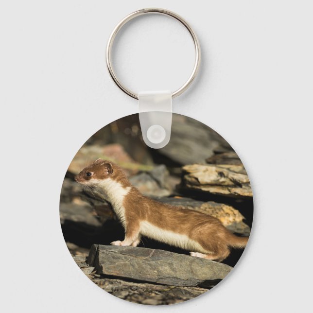 Hunting Weasel Key Ring (Front)