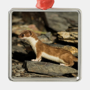 Hunting Weasel Metal Ornament