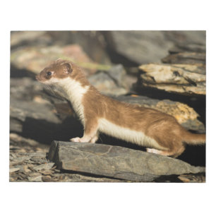 Hunting Weasel Notepad
