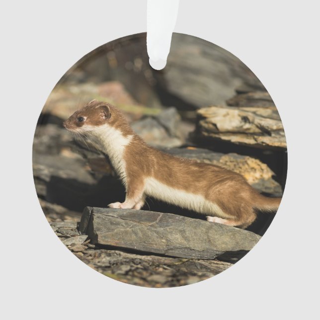 Hunting Weasel Ornament (Front)