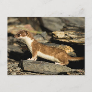 Hunting Weasel Postcard
