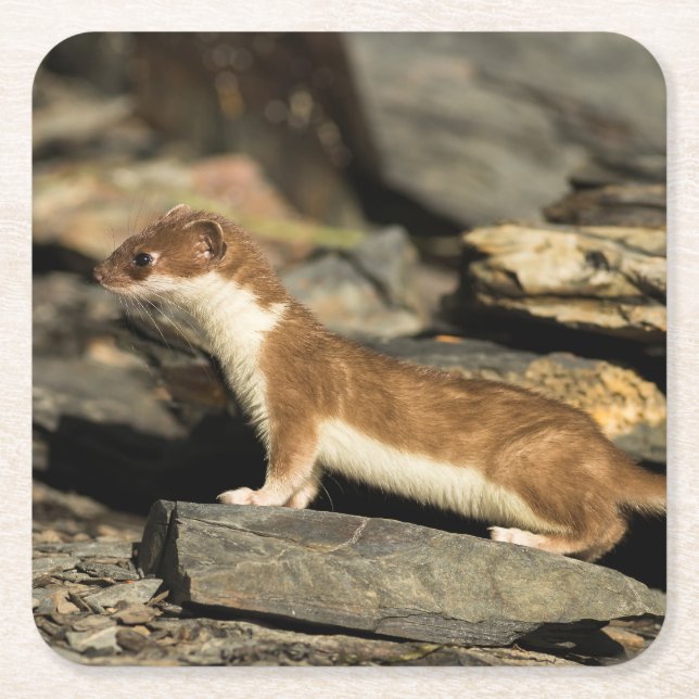 Hunting Weasel Square Paper Coaster (Front)