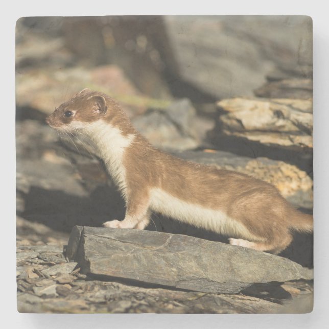 Hunting Weasel Stone Coaster (Front)